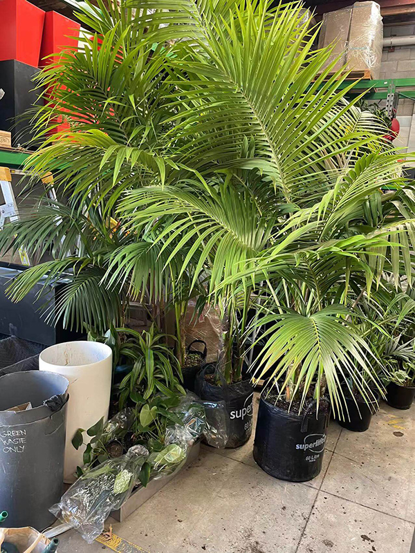 Palm tree delivery 1 - Business Transport & Delivery Solutions